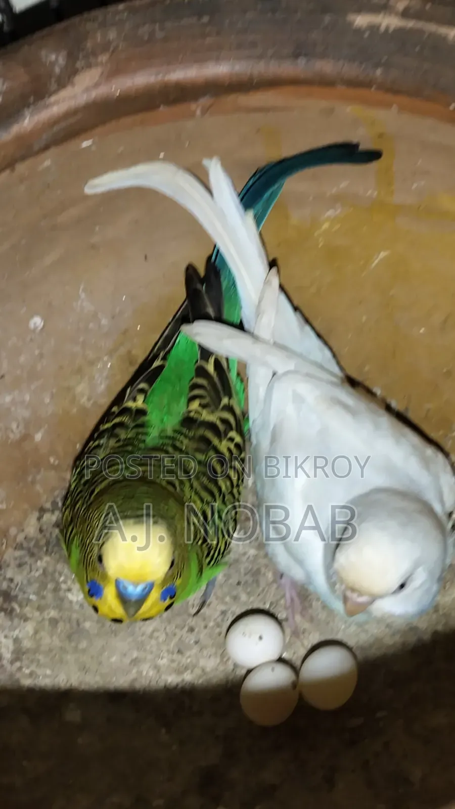 রানিং বাজরিগার পেয়ার