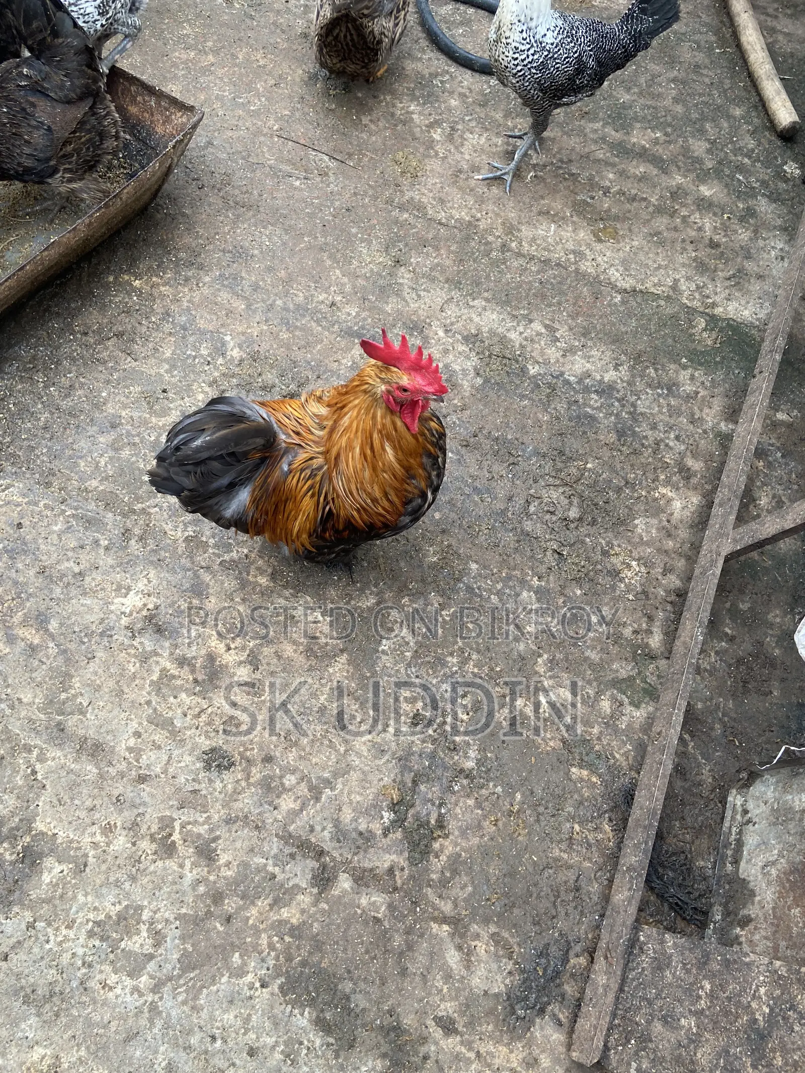 Coaching Rooster