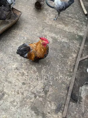 Coaching Rooster