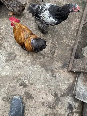 Coaching Rooster