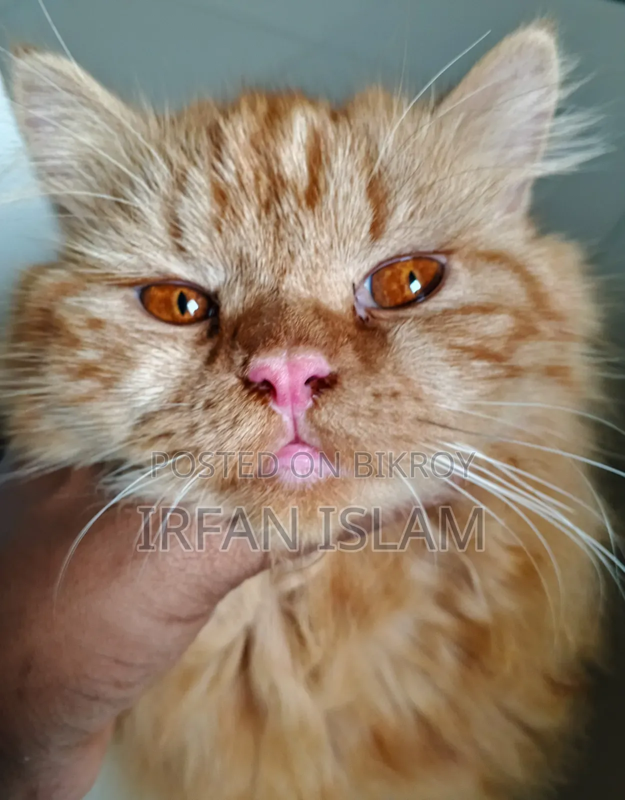 6-12 Months Male Purebred Persian
