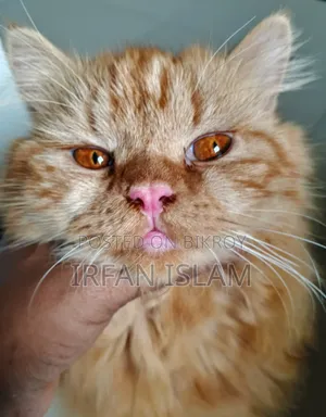 6-12 Months Male Purebred Persian