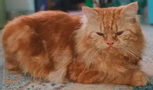 6-12 Months Male Purebred Persian