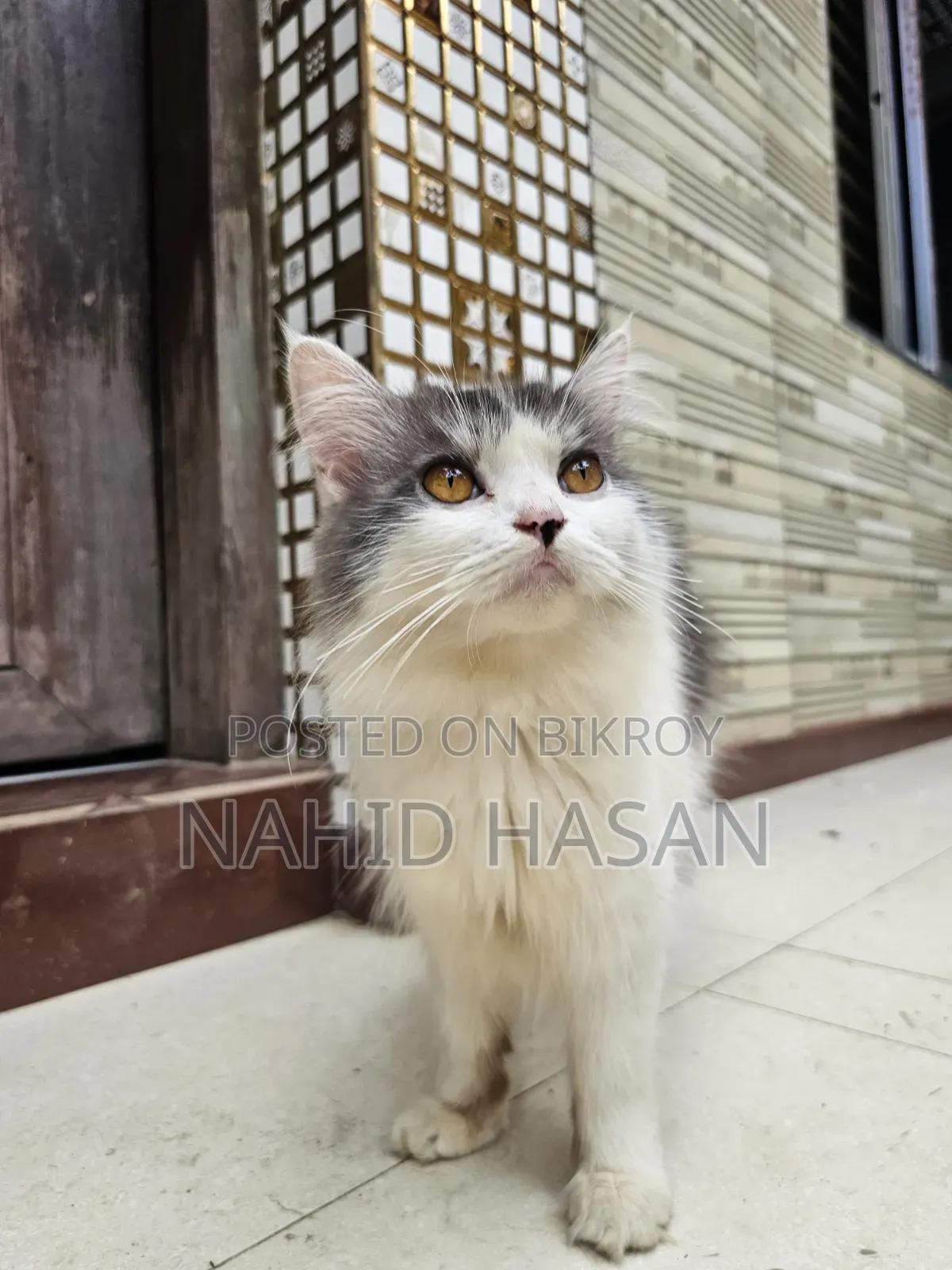 1+ Year Male Purebred Persian