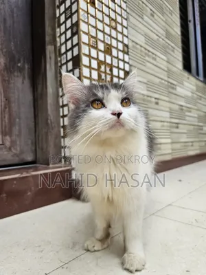 1+ Year Male Purebred Persian