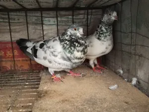 A pair of Giribaz pigeons for sale.