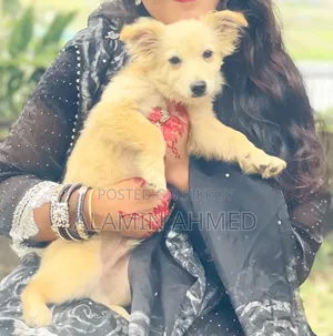 3-6 months Male Mixed Breed German Pinscher