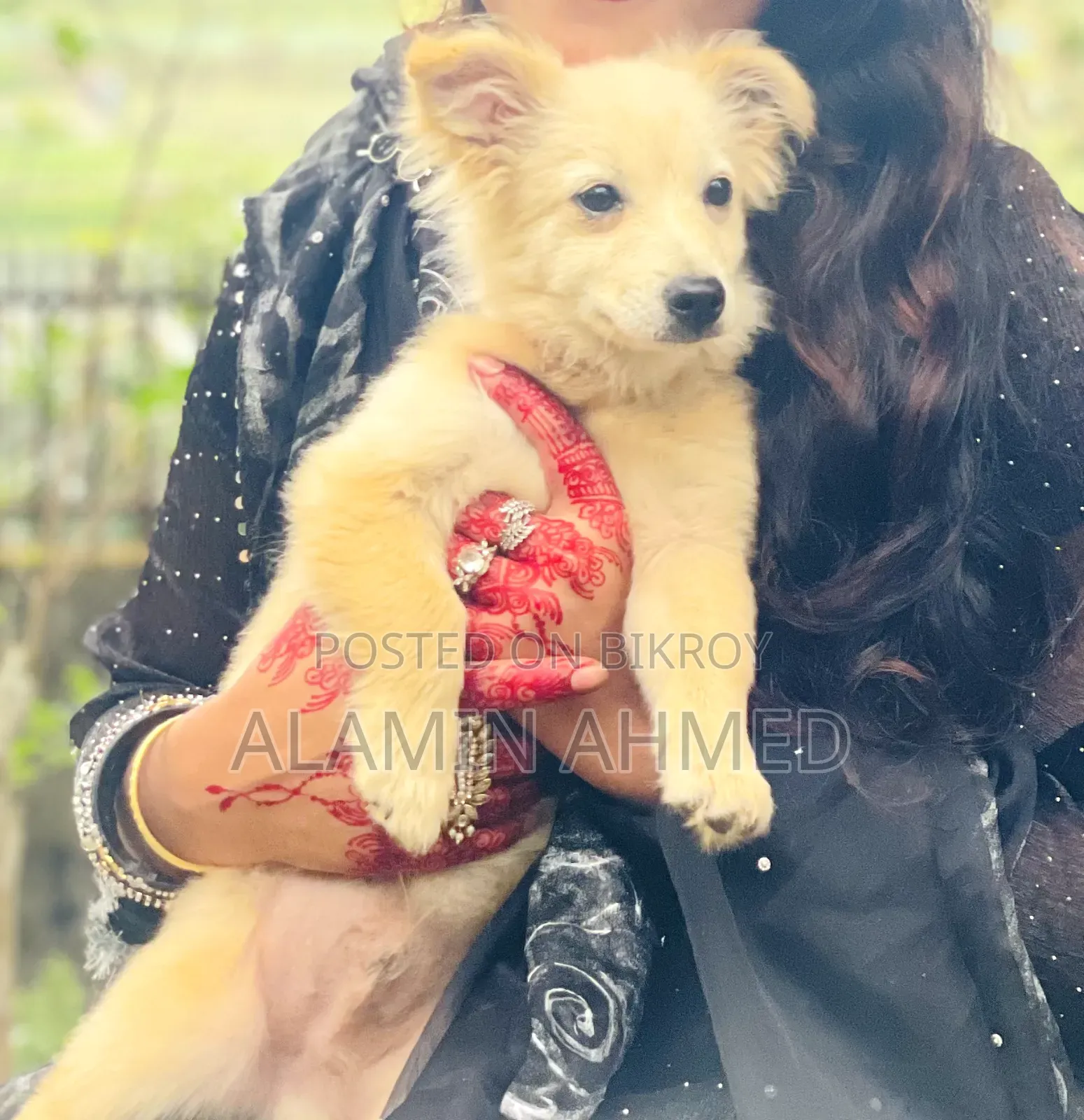 3-6 months Male Mixed Breed German Pinscher