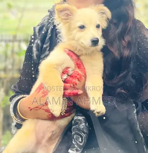 3-6 months Male Mixed Breed German Pinscher