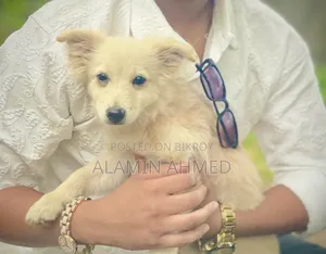 3-6 months Male Mixed Breed German Pinscher