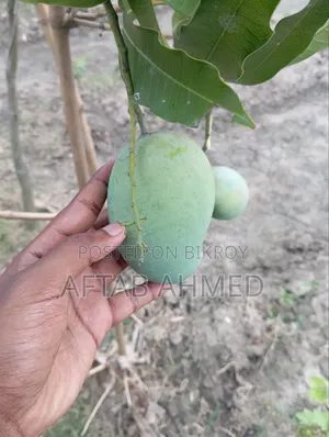 আমরুপালি আম