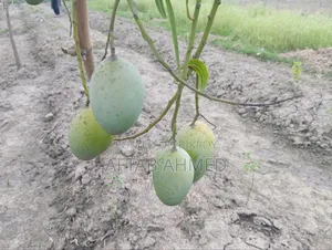 আমরুপালি আম