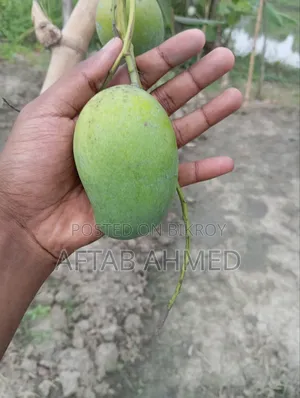 আমরুপালি আম