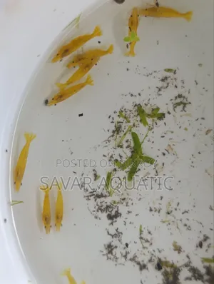 হলুদ চিংড়ি