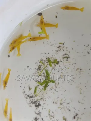 হলুদ চিংড়ি