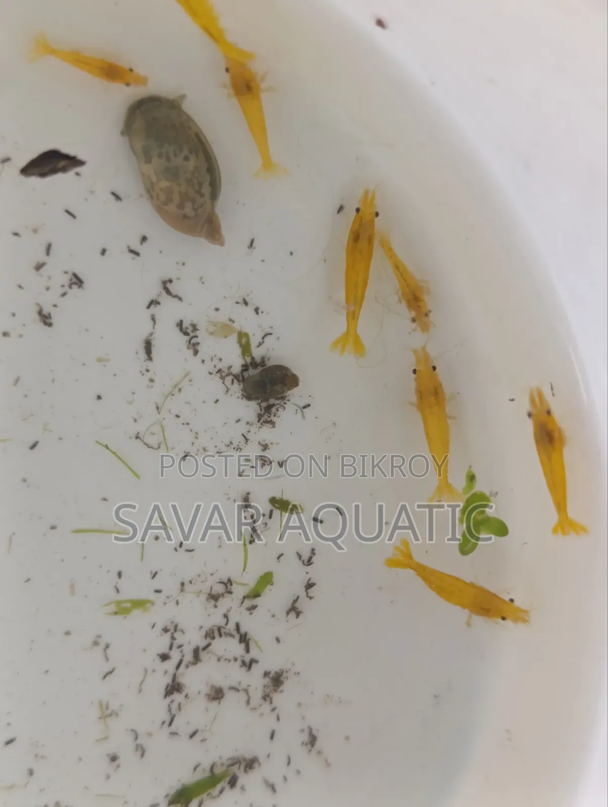 হলুদ চিংড়ি