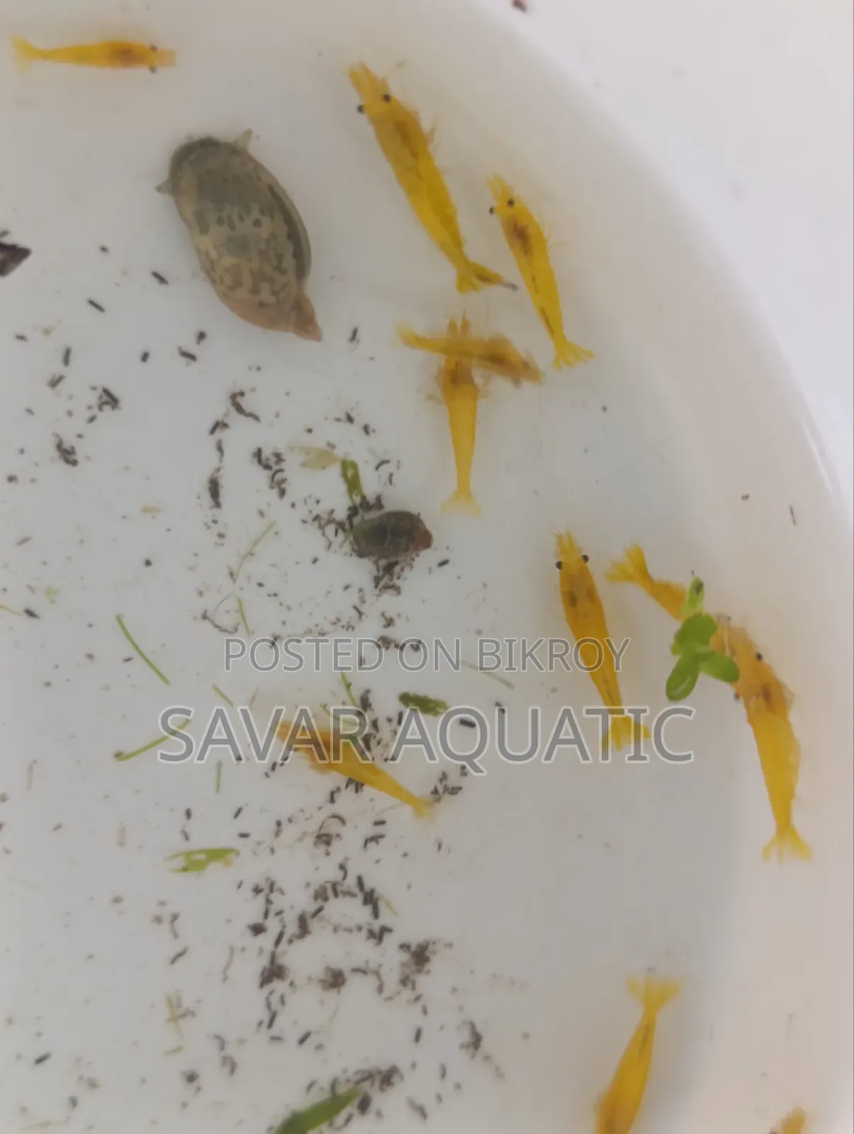 হলুদ চিংড়ি