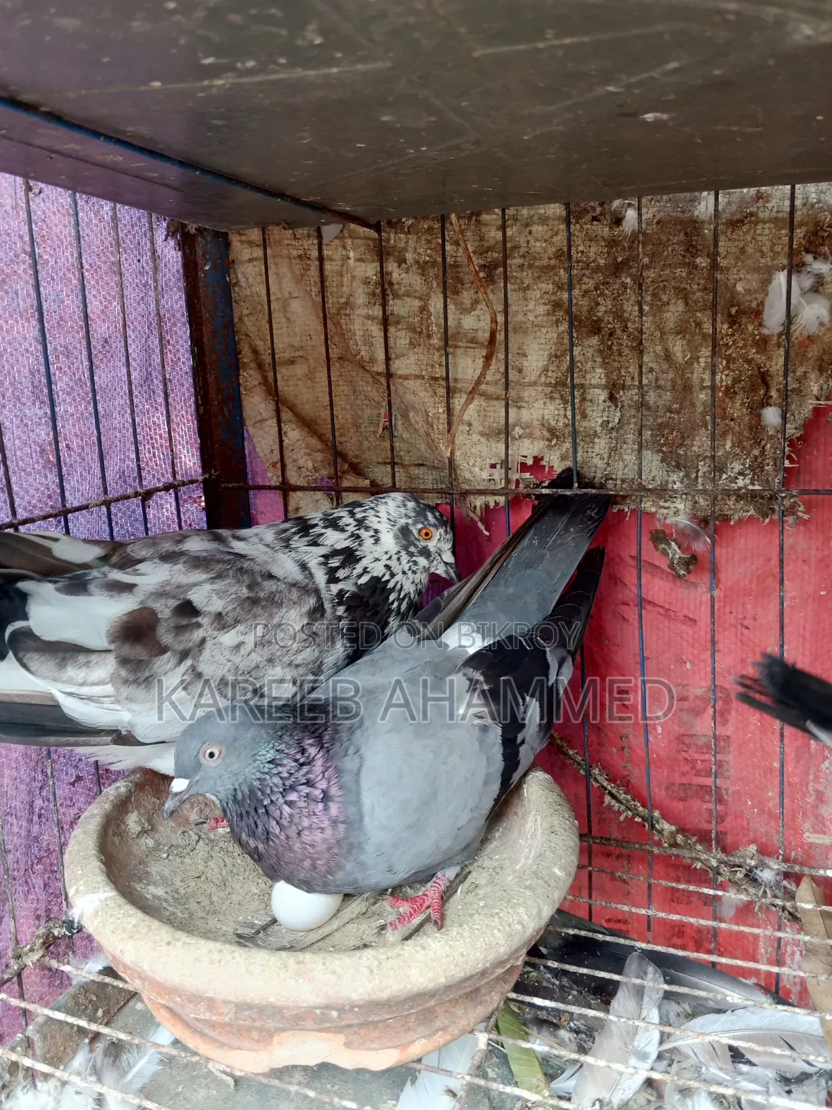 Pure Golla Pigeon