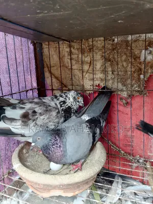 Pure Golla Pigeon