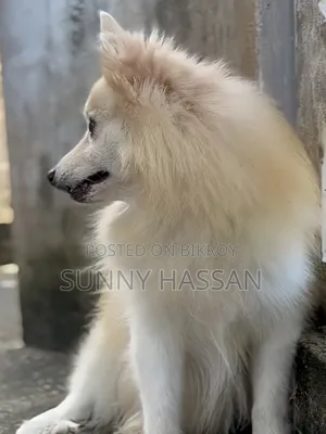 0-1 Month Female Purebred Japanese Spitz