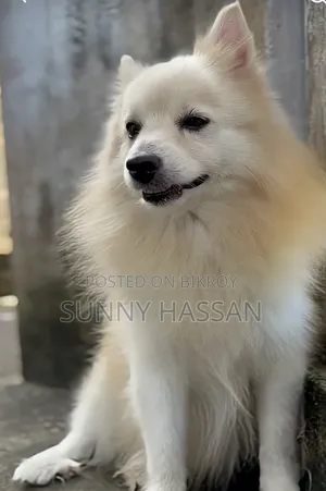0-1 Month Female Purebred Japanese Spitz