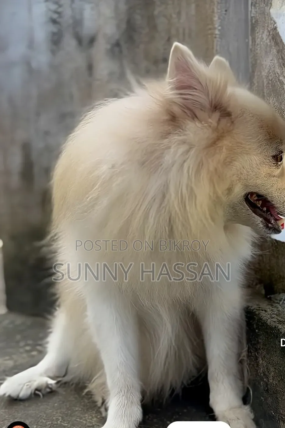 0-1 Month Female Purebred Japanese Spitz