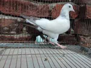কবুতর সেল