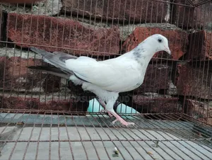 কবুতর সেল