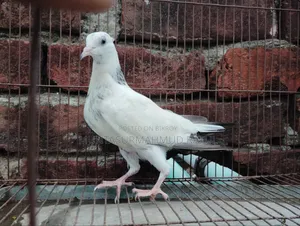 কবুতর সেল
