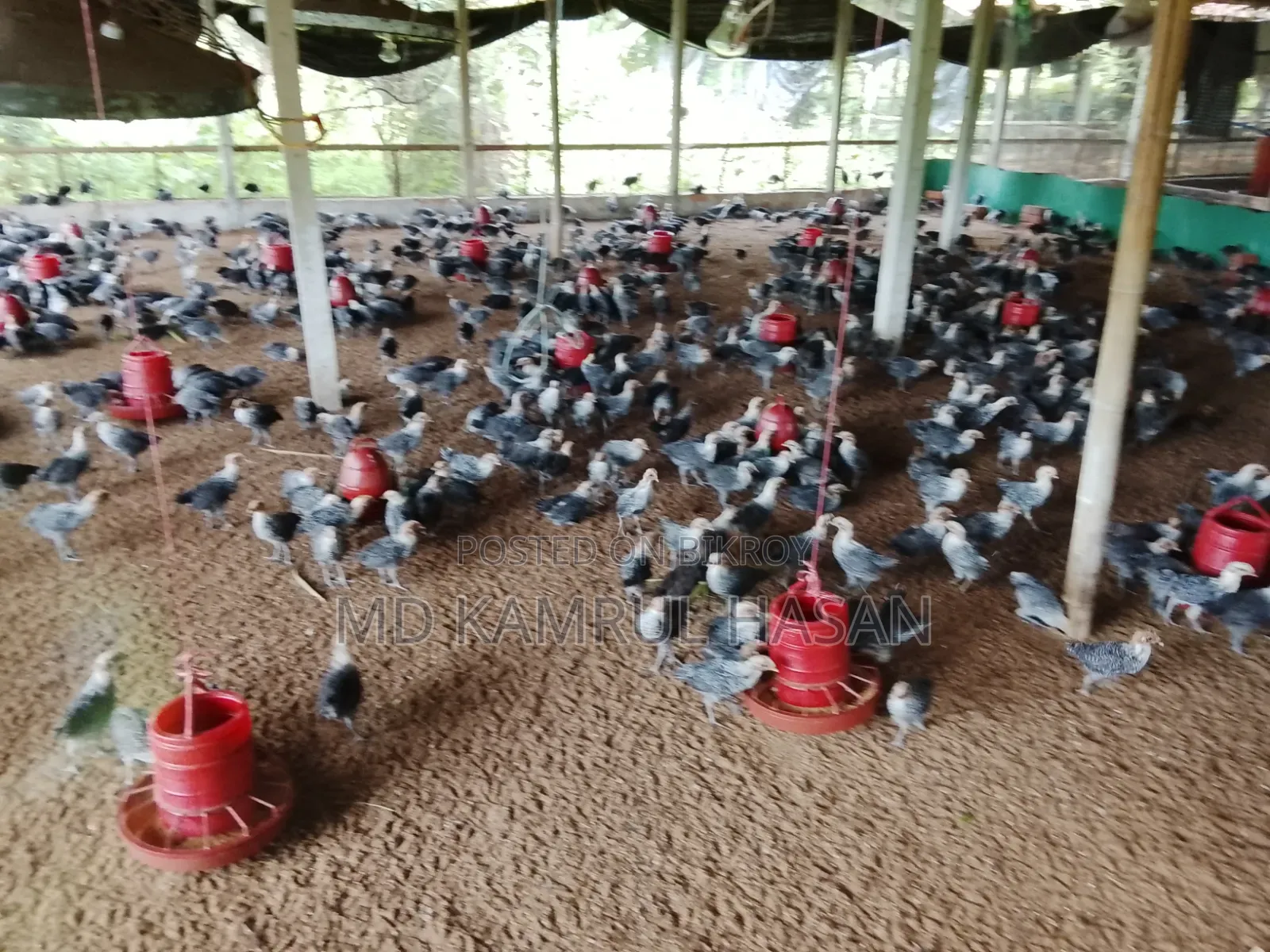 Fayoumi Chicken