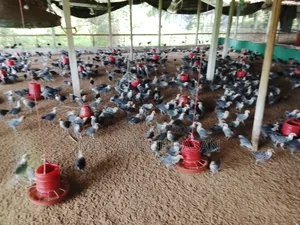 Fayoumi Chicken