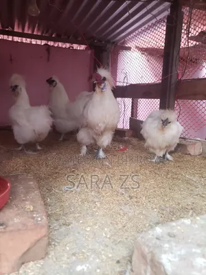2 Ta Silky Morog Sell Kora Hobe