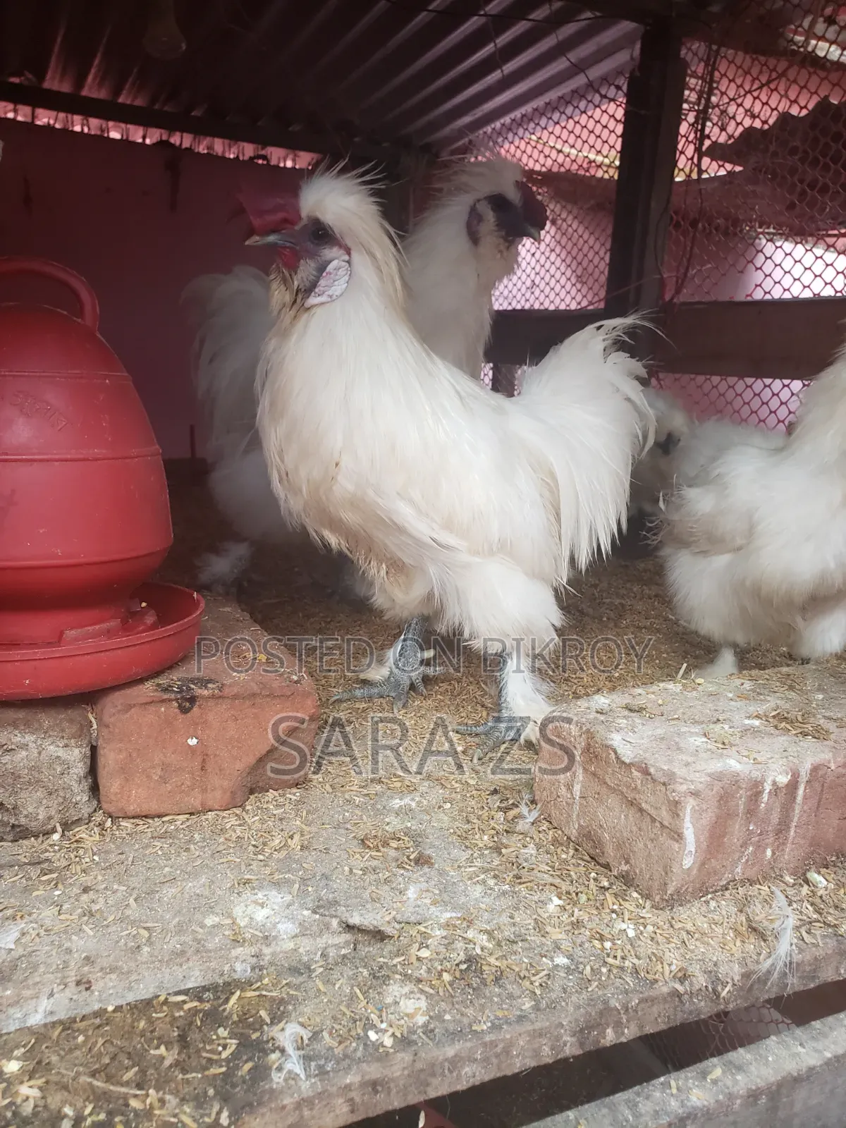 2 Ta Silky Morog Sell Kora Hobe