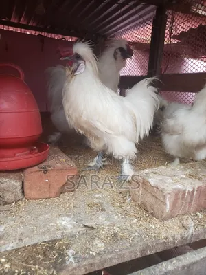 2 Ta Silky Morog Sell Kora Hobe