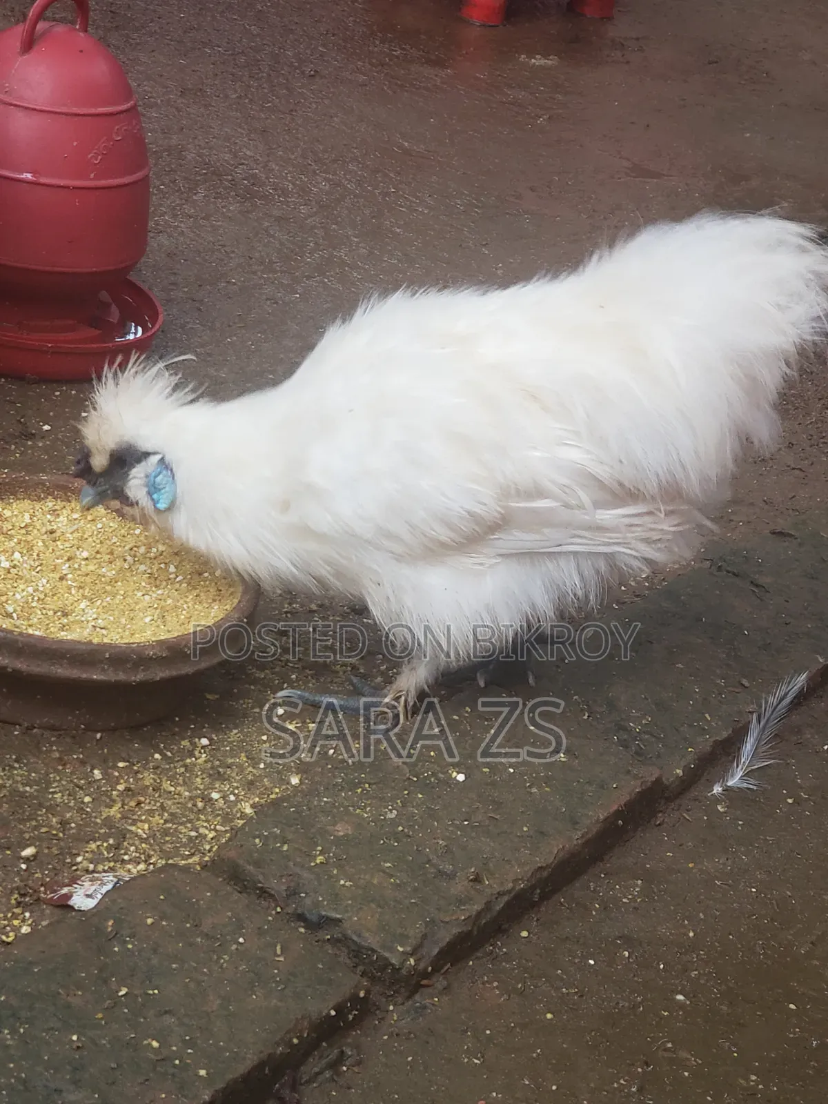2 Ta Silky Morog Sell Kora Hobe