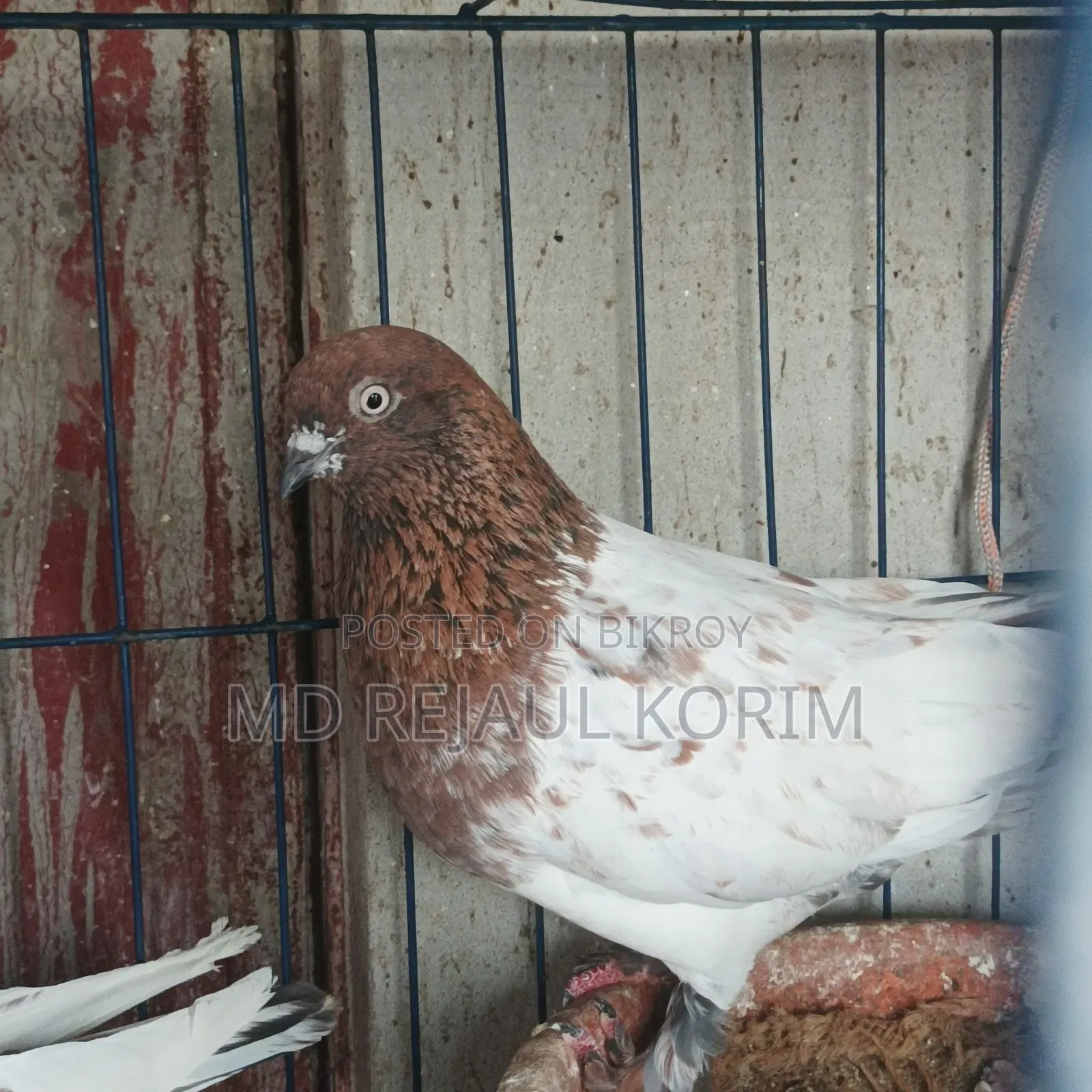 Pigeons for sale