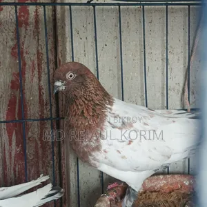 Pigeons for sale