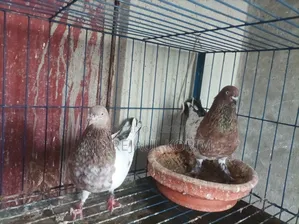 Pigeons for sale