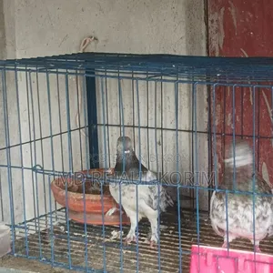 Pigeons for sale