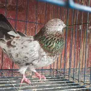 Pigeons for sale