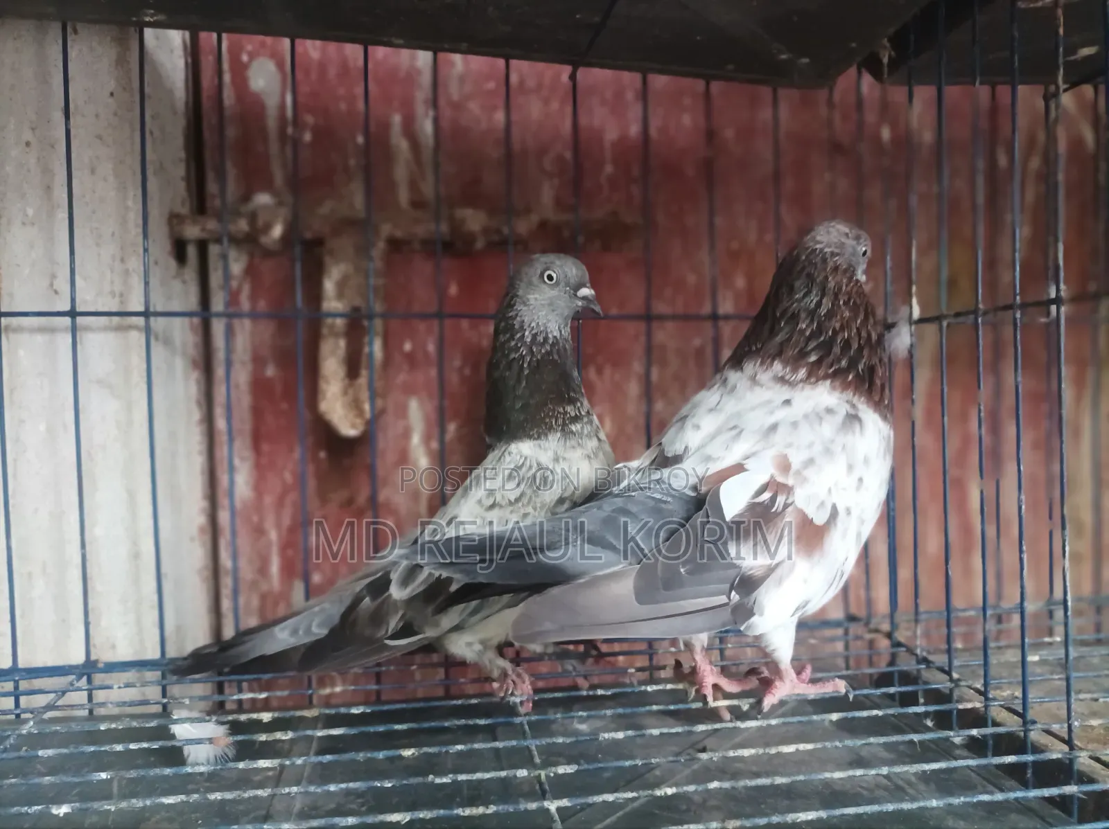 Pigeons for sale