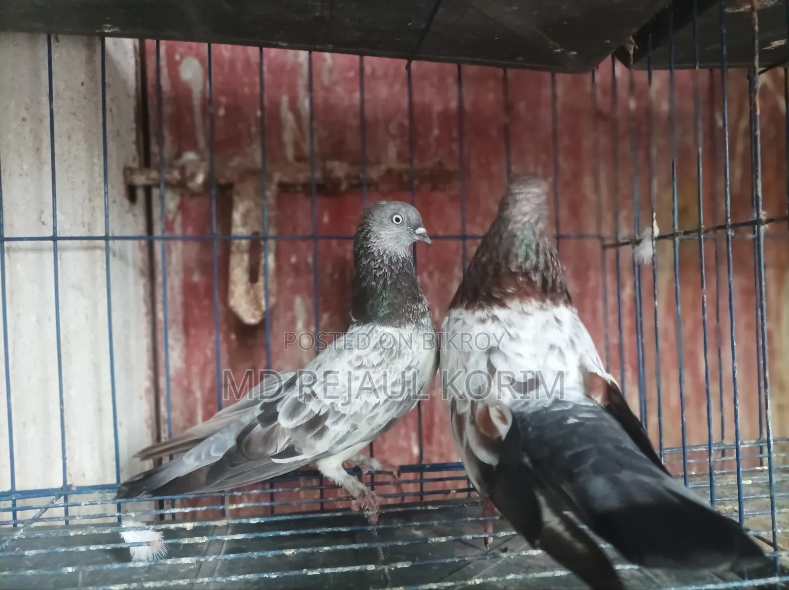 Pigeons for sale