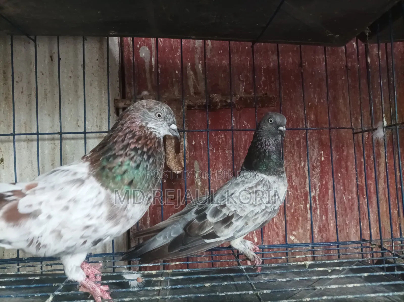 Pigeons for sale