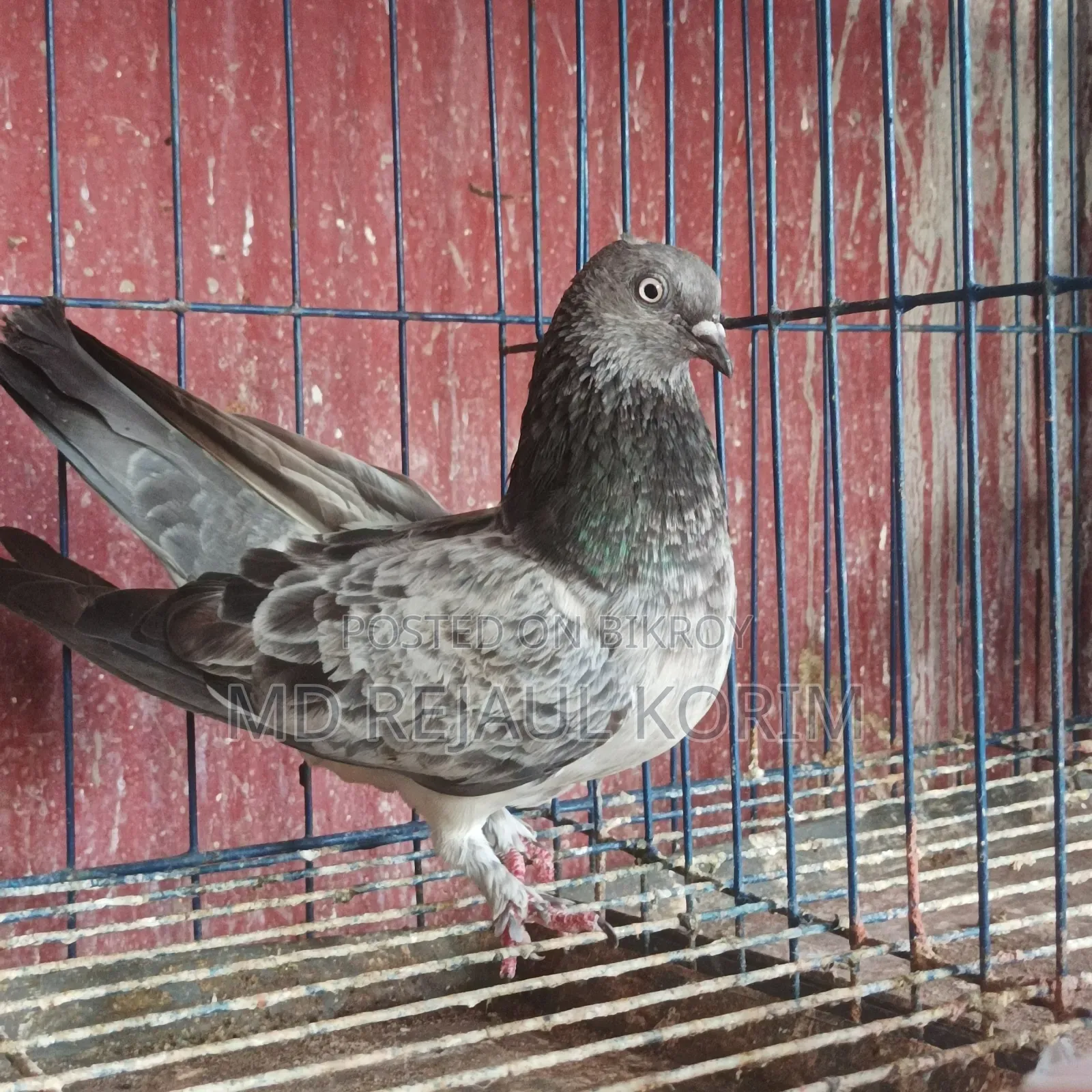 Pigeons for sale