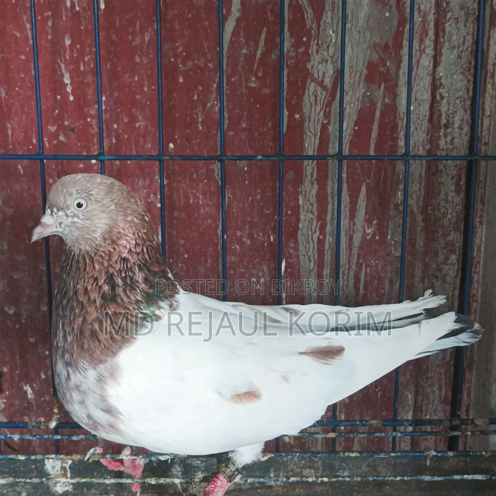 Pigeons for sale