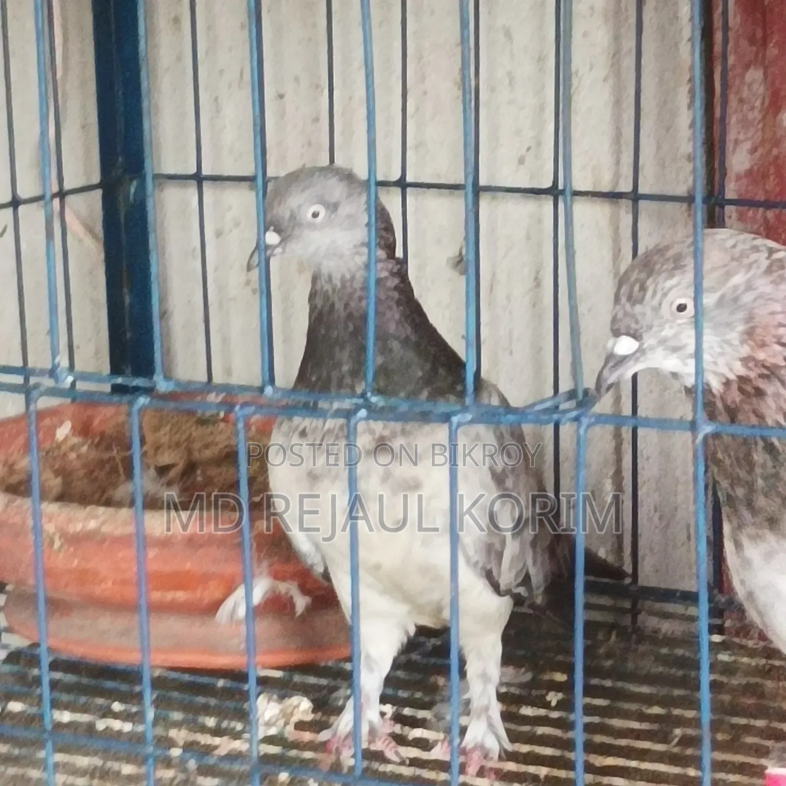 Pigeons for sale
