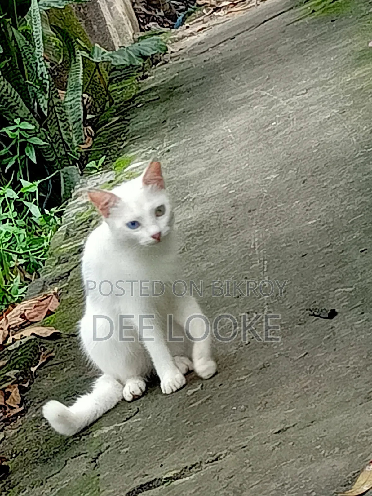 3-6 Months Female Mixed Breed Bengal