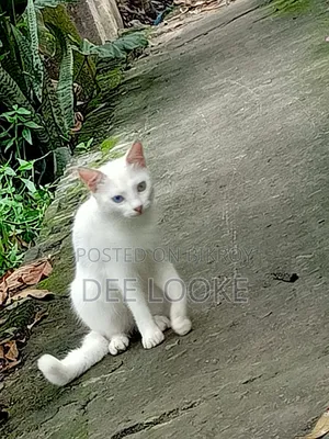 3-6 Months Female Mixed Breed Bengal