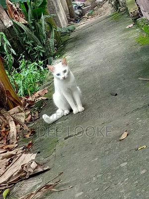 3-6 Months Female Mixed Breed Bengal