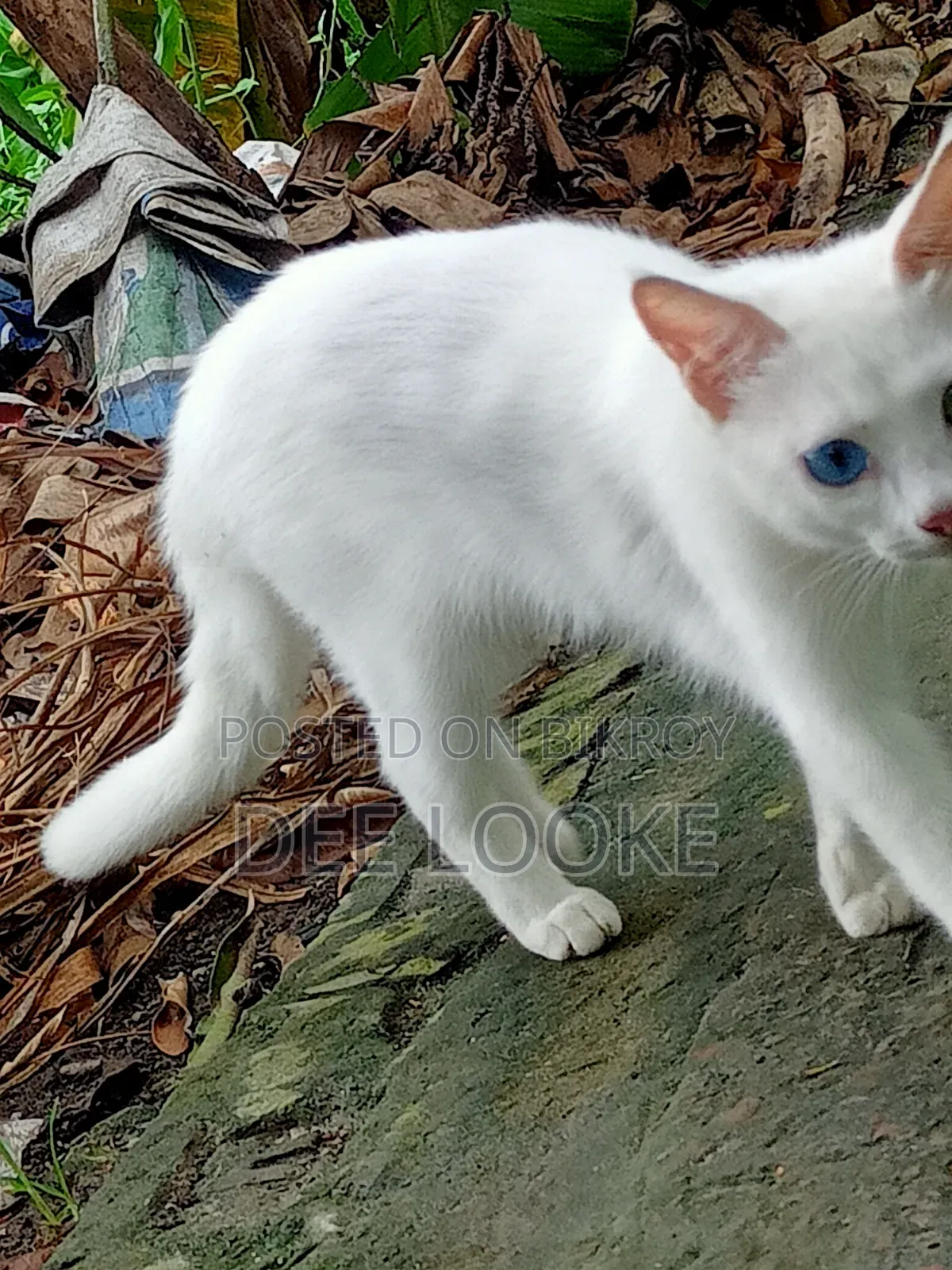 3-6 Months Female Mixed Breed Bengal